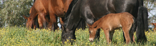 Libros de caballos